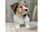 Yorkshire Terrier Puppy for sale in Poplar Bluff, MO, USA