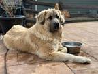 Adopt Baloo a Leonberger