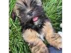 Lhasa Apso Puppy for sale in Huddleston, VA, USA