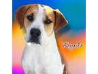 Adopt Rayder - PAWS a Mixed Breed