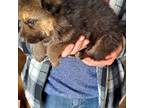 German Shepherd Dog Puppy for sale in Merrillville, IN, USA