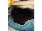 Bella Domestic Longhair Senior Female