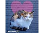 Lewonda Domestic Shorthair Young Female