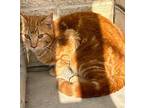 TIMBA Domestic Shorthair Adult Male