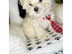 Maltese Puppy for sale in Brighton, CO, USA