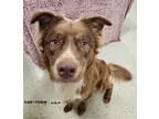 Sanford Australian Shepherd Adult Male