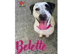 Belette Australian Cattle Dog Adult Female