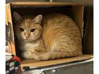 Sansa Domestic Shorthair Adult Female