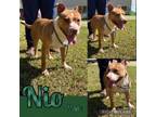 Adopt Nio a American Staffordshire Terrier, Mixed Breed