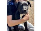 Adopt Cole a Labrador Retriever, Mixed Breed