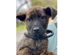 Adopt Bissell a Shepherd, Mixed Breed