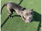 Adopt MILLION a American Staffordshire Terrier, Mixed Breed