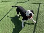 Adopt MARCO a American Staffordshire Terrier, Mixed Breed
