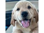 Golden Retriever Puppy for sale in San Clemente, CA, USA