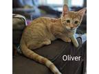 Adopt Oliver a Domestic Short Hair