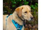 Adopt Auggie a Labrador Retriever