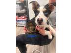 Adopt Millie pup: Anakin a Mixed Breed