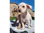 Adopt Baymax - Sophie's Litter a Terrier, Italian Greyhound