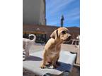 Adopt Scoob - Sophie's Litter a Terrier, Italian Greyhound