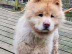 Adopt ARCHIE a Chow Chow