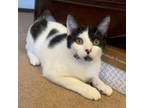 Adopt Biscuit (23-10942) a Domestic Short Hair