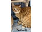 Adopt Freckles a Domestic Short Hair, Tabby