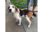 Adopt Ernest T a Treeing Walker Coonhound