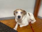 Adopt Scotty a Beagle, Mixed Breed