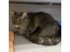 Adopt Grizzly a Domestic Long Hair