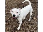 Adopt Al a Pit Bull Terrier