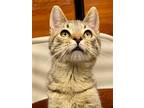 Adopt Tullio a Domestic Short Hair