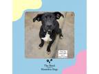 Adopt Oreo a Labrador Retriever