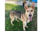 Adopt Sonny a German Shepherd Dog