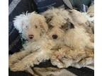 Adopt Valentino a Poodle