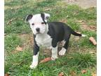 Adopt Nugget a Pit Bull Terrier