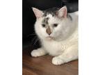 Adopt Puddy a Domestic Short Hair