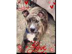 Adopt Turtle a Pit Bull Terrier, Mixed Breed