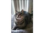 Adopt Chiquito a Tabby