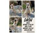 Adopt Dash a Australian Cattle Dog / Blue Heeler