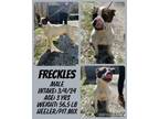 Adopt Freckles a Pit Bull Terrier, Australian Cattle Dog / Blue Heeler