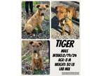 Adopt Tiger a Labrador Retriever, Pit Bull Terrier