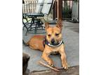 Adopt Gilly a Cattle Dog