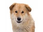 Adopt Leonardo a Chow Chow, Labrador Retriever