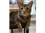 Adopt Bramble a Domestic Short Hair