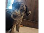 Adopt Toby TD a Catahoula Leopard Dog, Mixed Breed