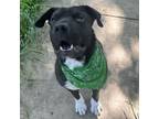 Adopt Pete (formerly Pizza) MP a Shar-Pei, Mixed Breed
