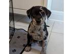 Adopt Waylon TD a Catahoula Leopard Dog, Mixed Breed