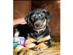 Adopt Uncle Tex Hardrock a Mixed Breed