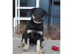 Adopt Dino a Mixed Breed