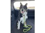 Adopt Murphy a Australian Shepherd, Border Collie